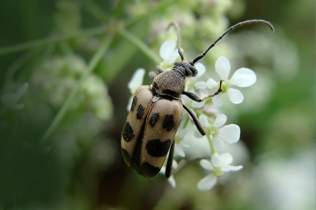 Longhorn flower beetle judolia cerambyciformis