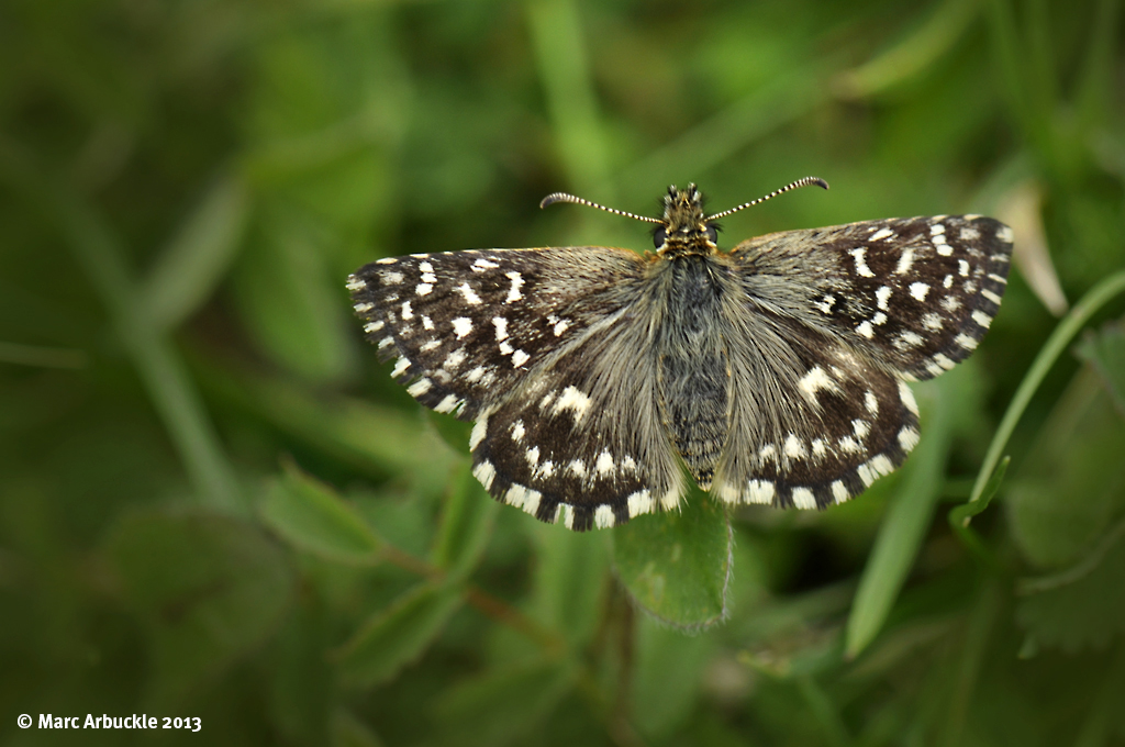Grizzled Skipper Butterfly – Pyrgus malvae