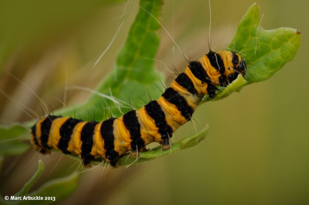 Cinnabar Moth Caterpillar – Tyria jacobaeae