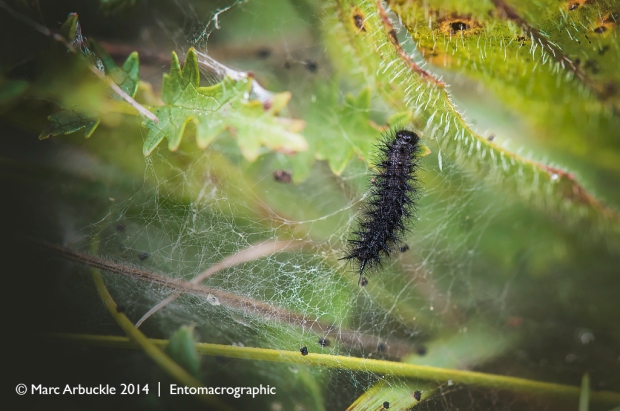 Marsh Fritillary caterpillar, third instal