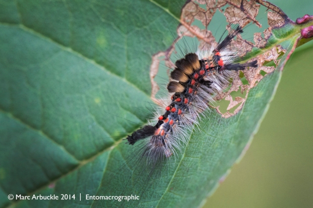 Vapourer Moth caterpillar, Orgyia antiqua