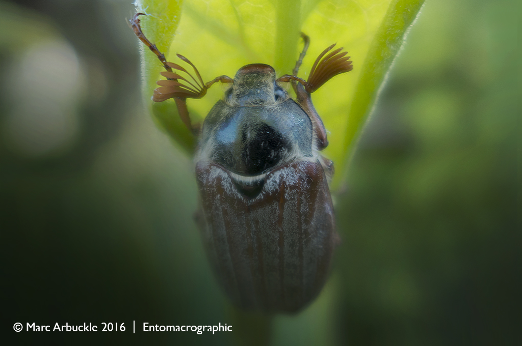 June bug, Melolontha melolontha, male